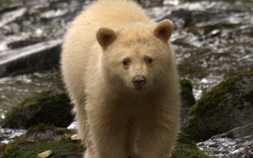 Spirit Bear LodgeBaby-bear